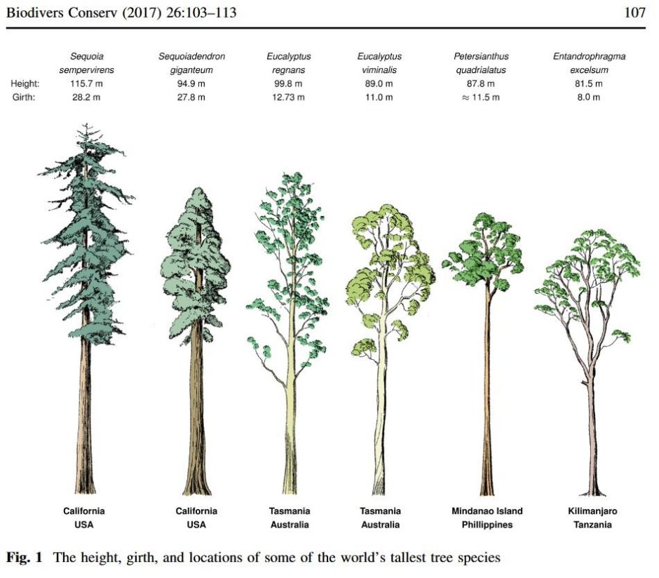 Максимальная высота деревьев