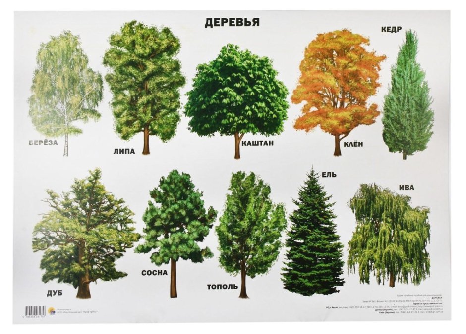 Названия деревьев с картинками