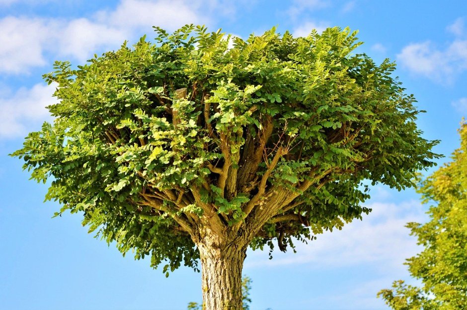 Дерево Гуакари
