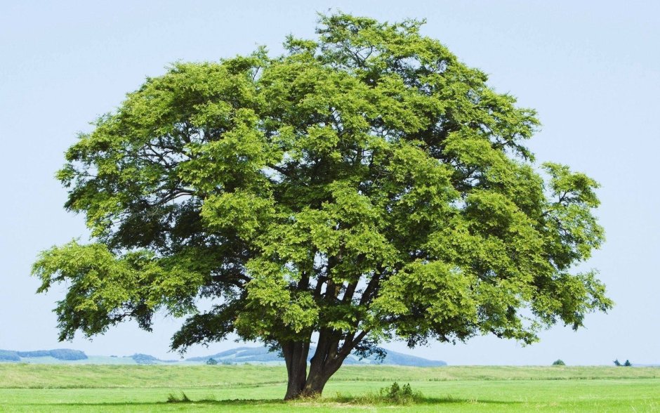 Дерево с раскидистой кроной