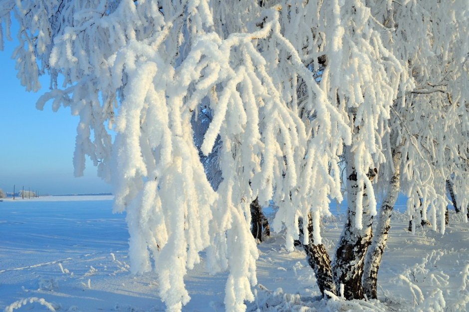 Снежная бахрома на деревьях
