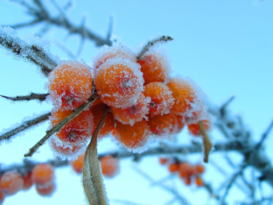 Зимние ягоды облепихи