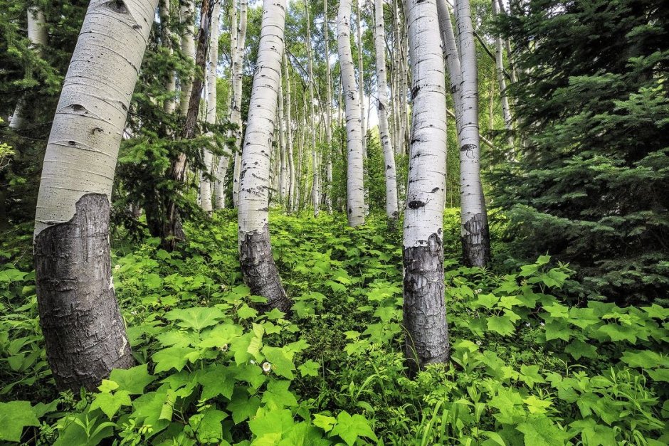 Березово-осиновый лес Пермь