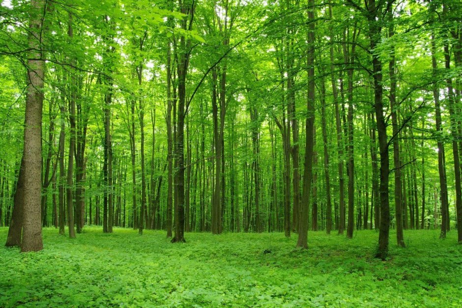 Широколиственный лес России