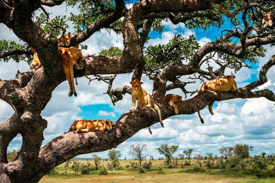 Животные Африки на деревьях