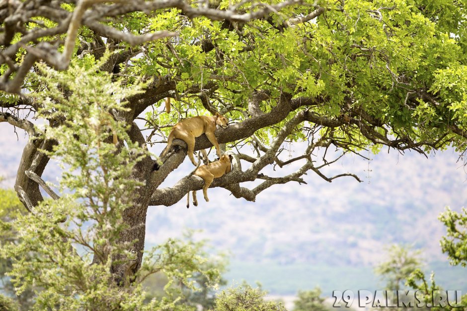Деревья Танзании в сафари