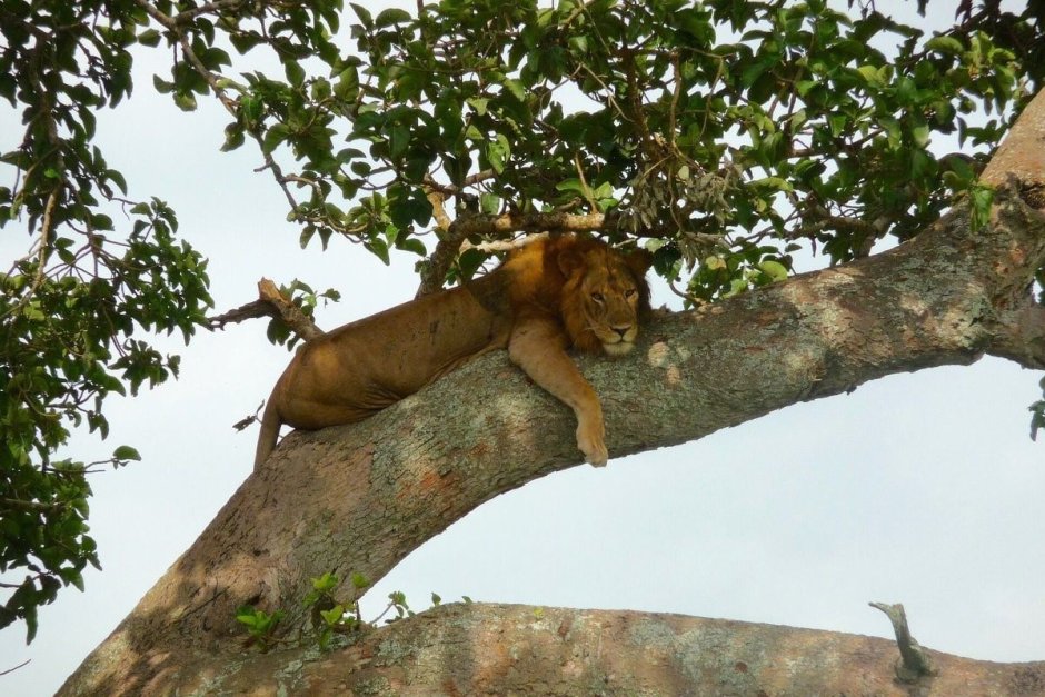 Лев спит на дереве