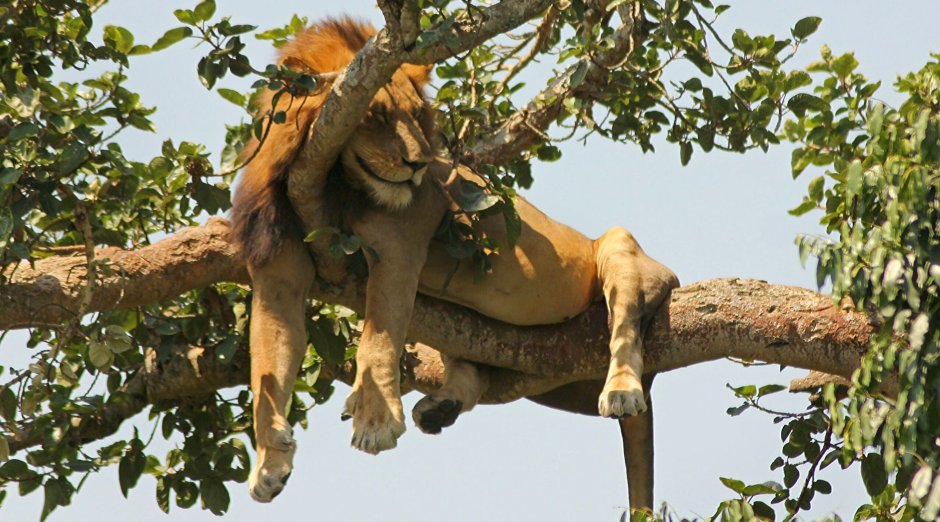 Лев лежит на дереве