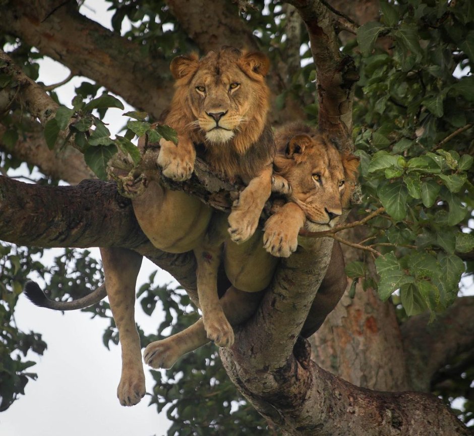 Пузатый Лев на дереве