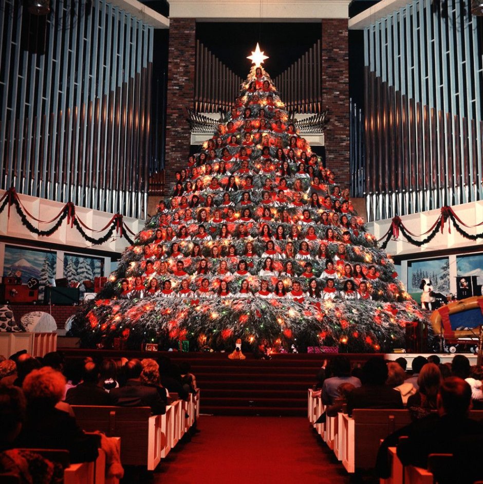 Рождественское дерево Голливуд