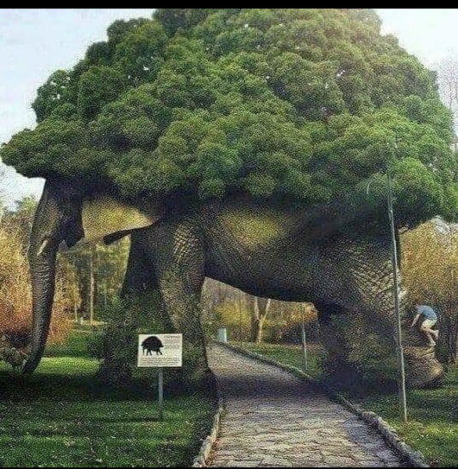 Слоновое дерево
