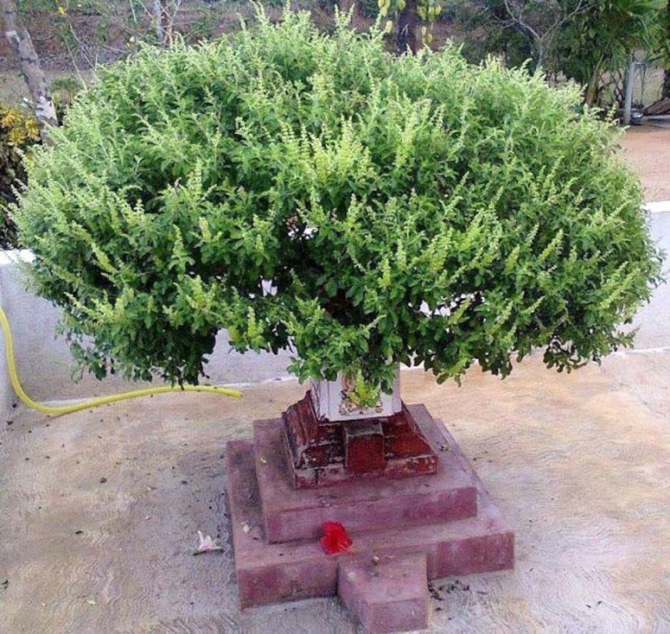 Тулси (базилик священный) растение