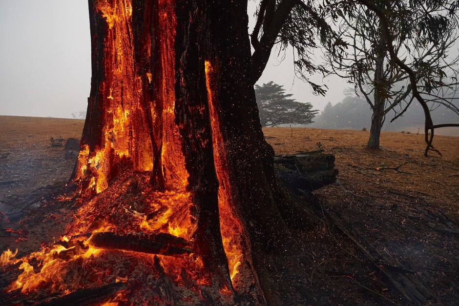 Австралийское горящие дерево