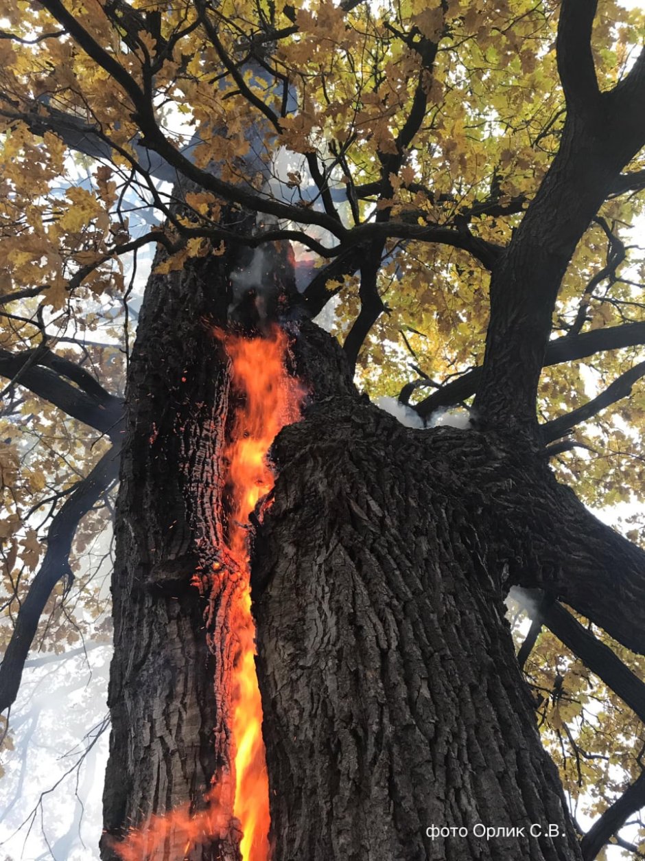 Прогоревшее дерево с оранжевыми