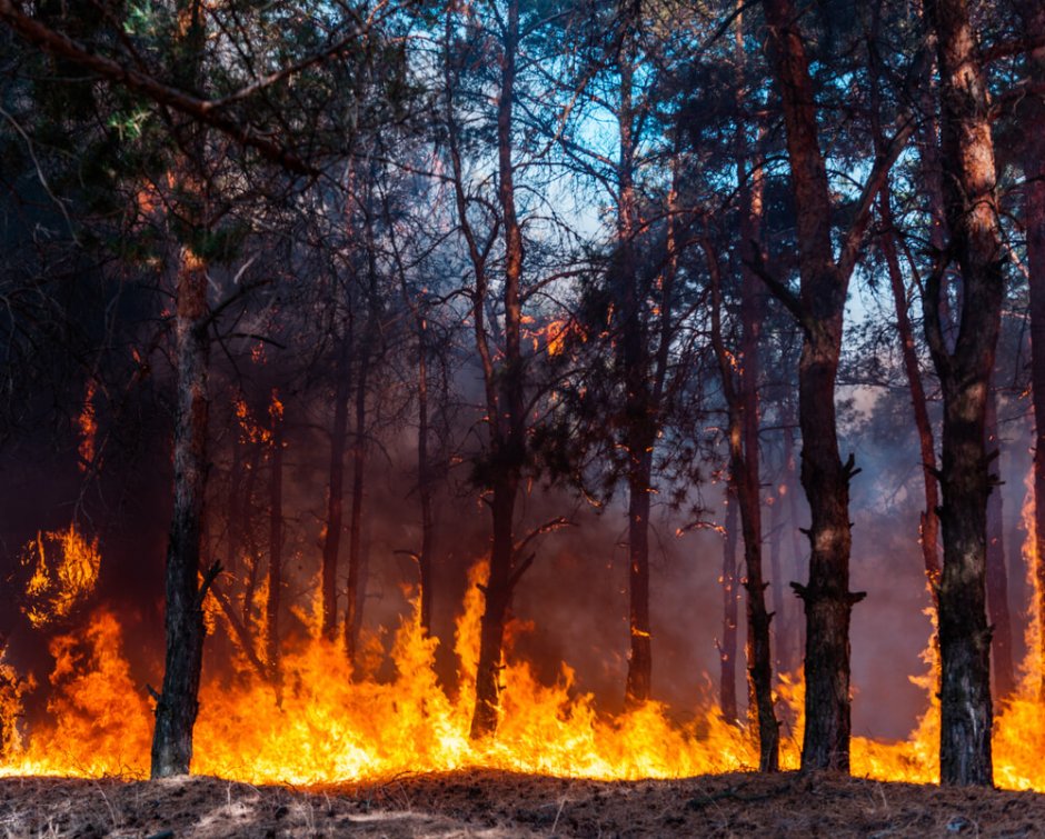 Футаж пожар в лесу