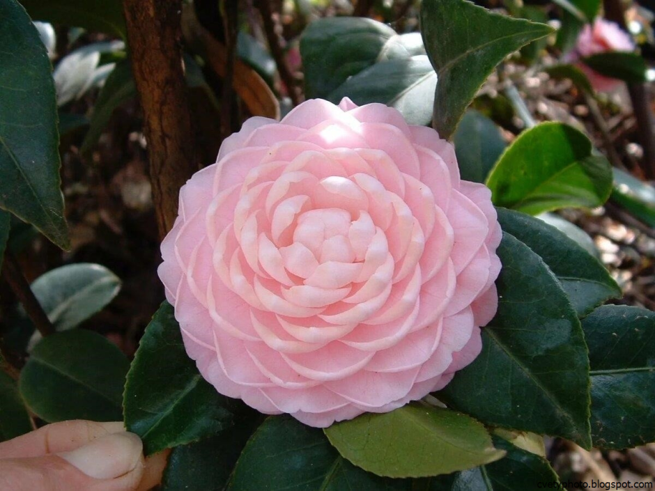 Camellia japonica (Камелия) домашняя