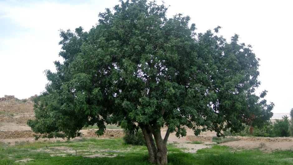 Цератония рожковое дерево