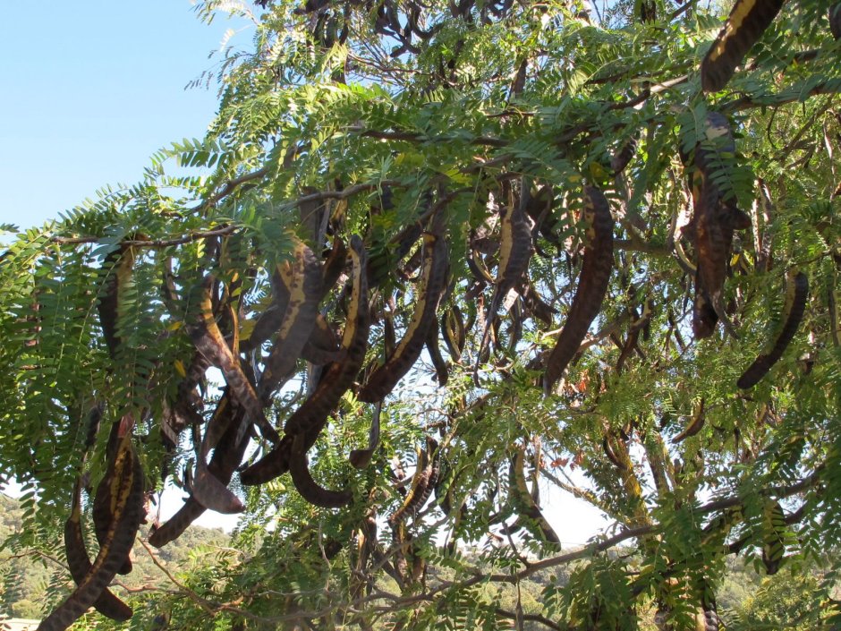 Цератония, рожковое дерево, Цареградские рожки (Ceratonia Siliqua)