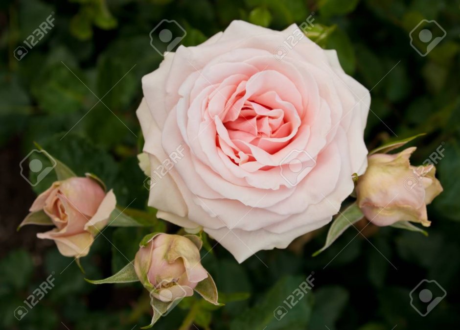 Роза плетистая шванензее