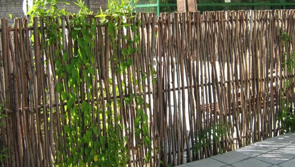 Забор плетень лоза