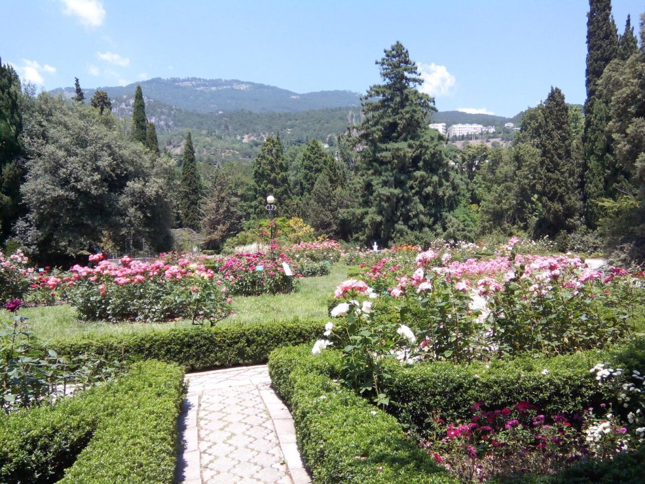 Никитский Ботанический сад розарий