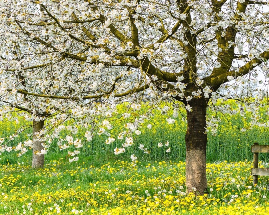 Цветущие яблоневые сады в Ясной Поляне