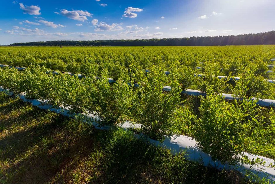 Промышленная плантация голубики в Польше