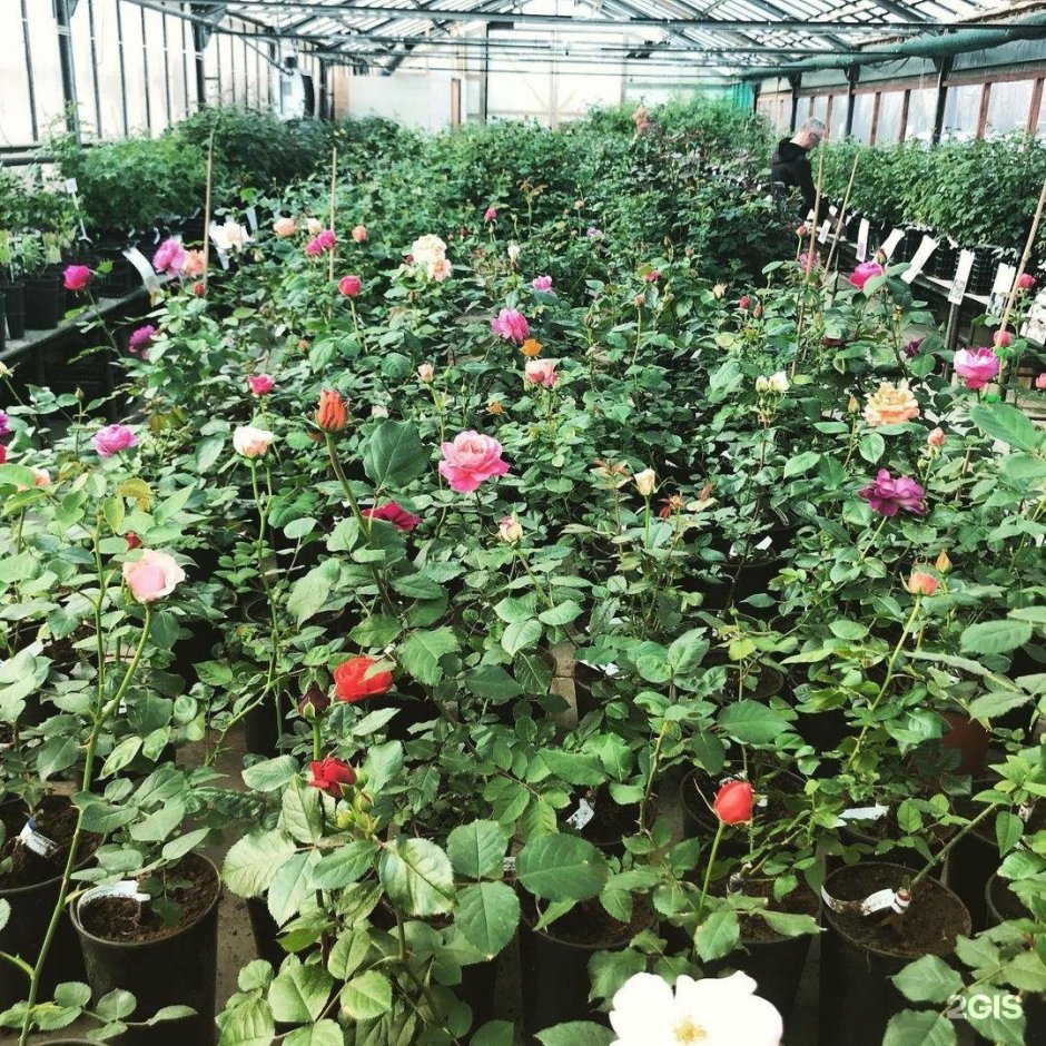 Садовый центр в Никитском питомник роз
