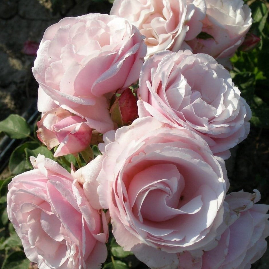 Роза billet-doux