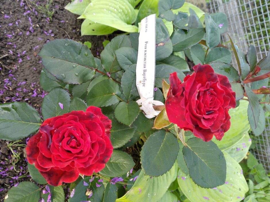 Питомник розы вдохновения каталог на осень