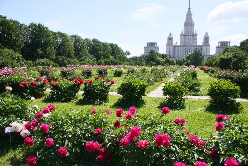 Ботанический сад Москва МГУ Ломоносов
