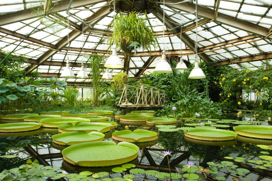 Оранжереи ботанического сада Санкт-Петербург