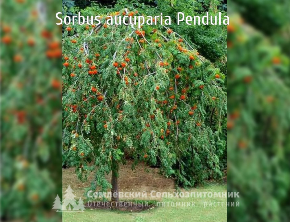 Рябина обыкновенная 'pendula' Sorbus aucuparia pendula