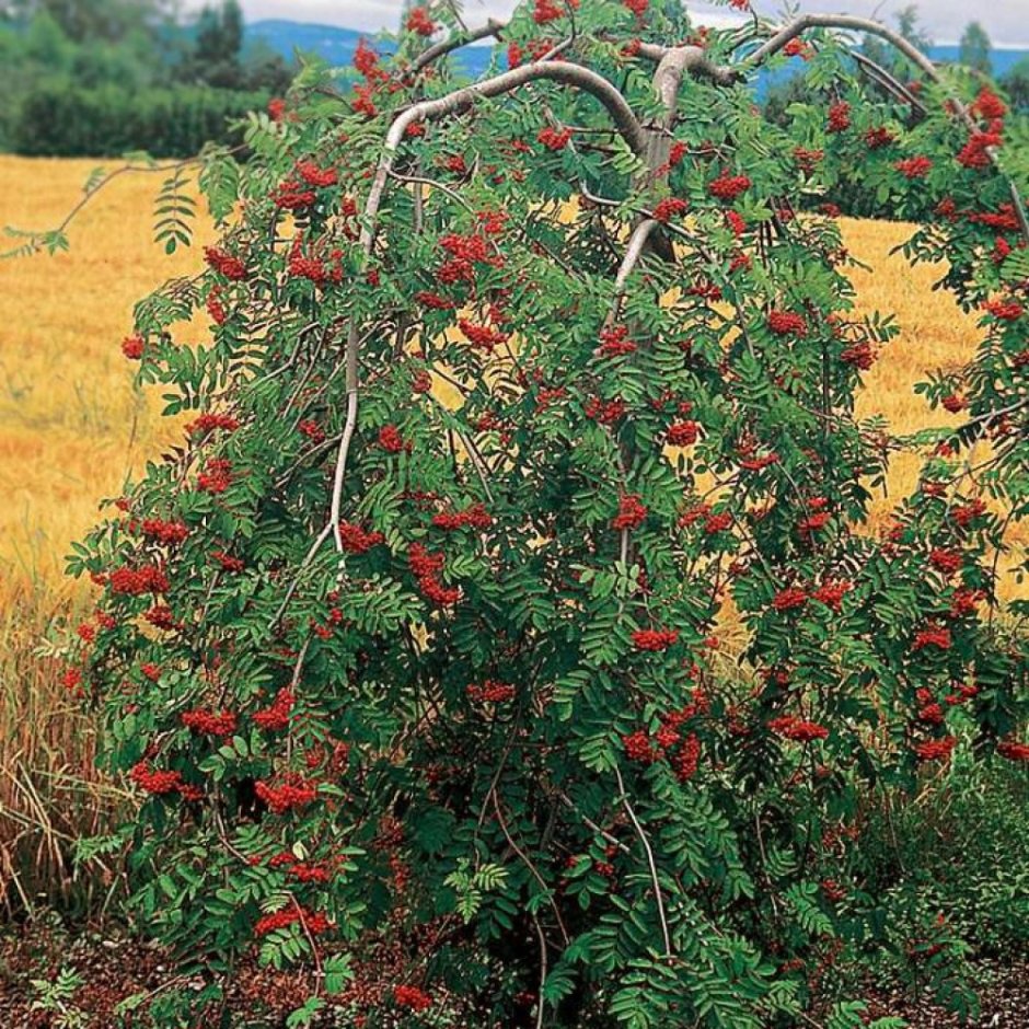 Рябина обыкновенная "Пендула" Sorbus aucuparia 'pendula'