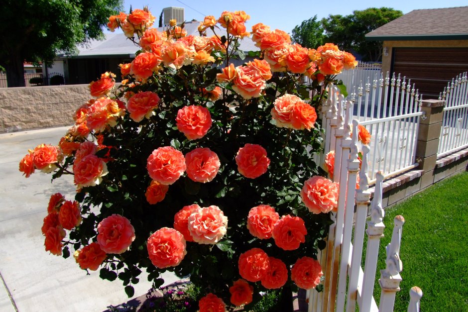 Роза Orange плетистая