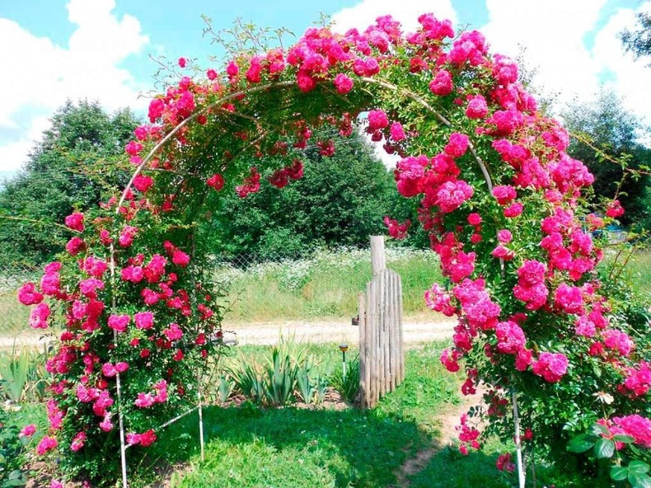 Роза плетистая Сантана арка