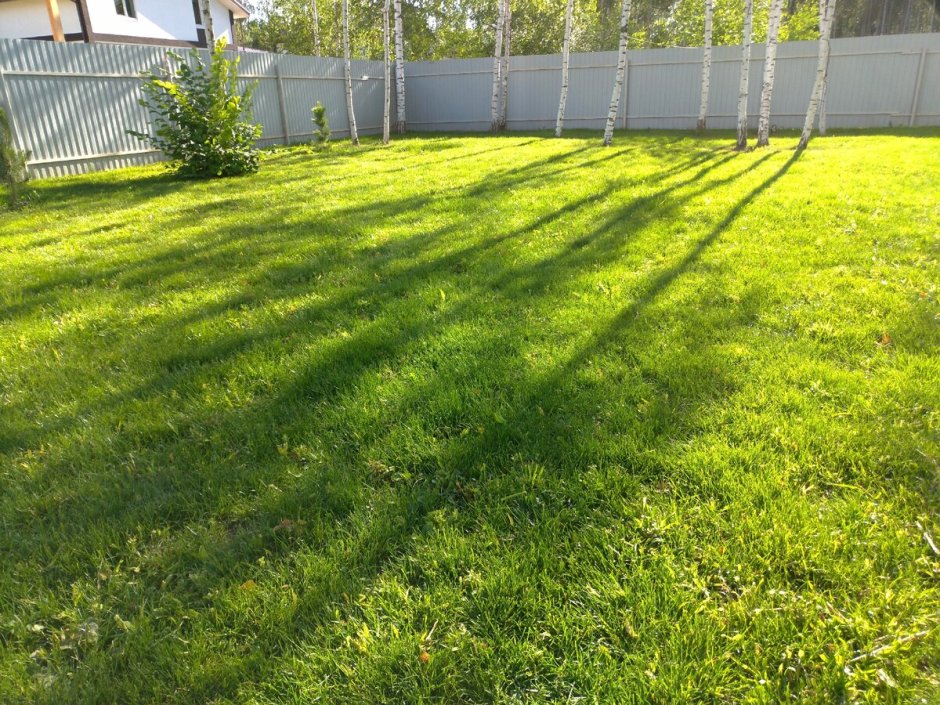 Посев газона до и после