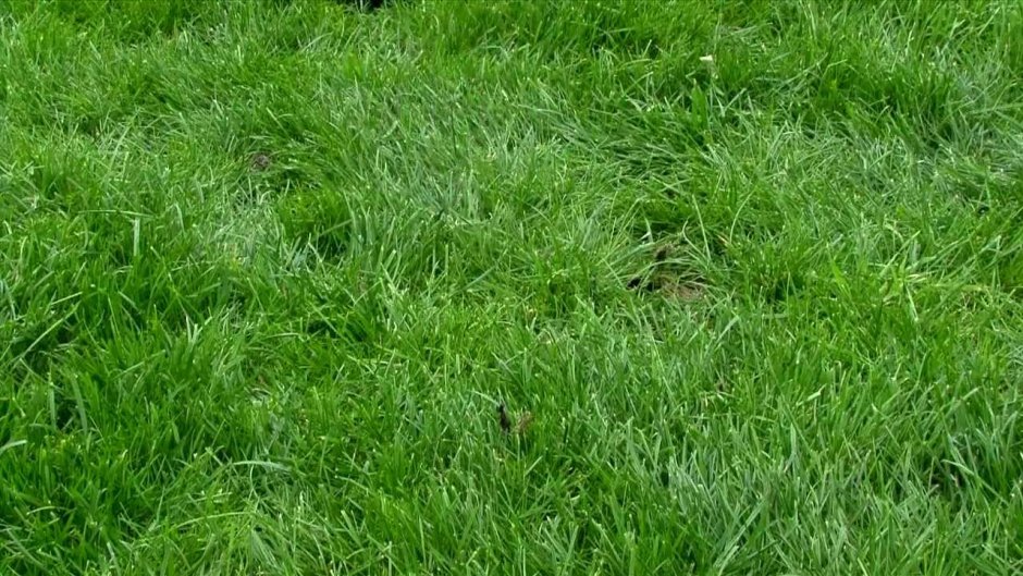 Скошенная газонная трава