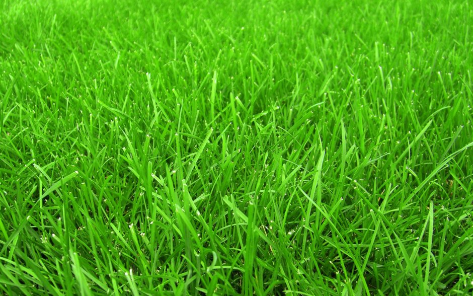 Трава райграс для газона
