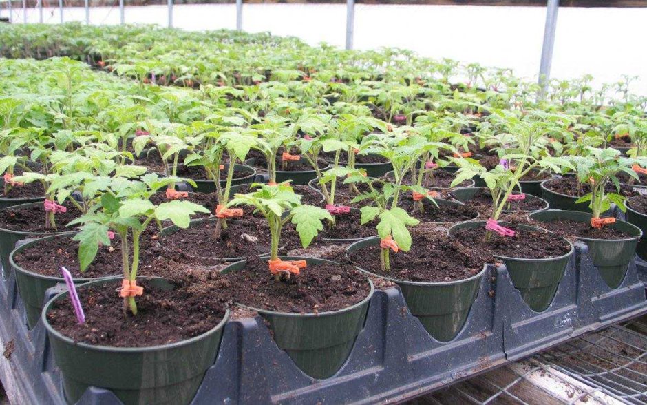 Высаживание рассады томатов