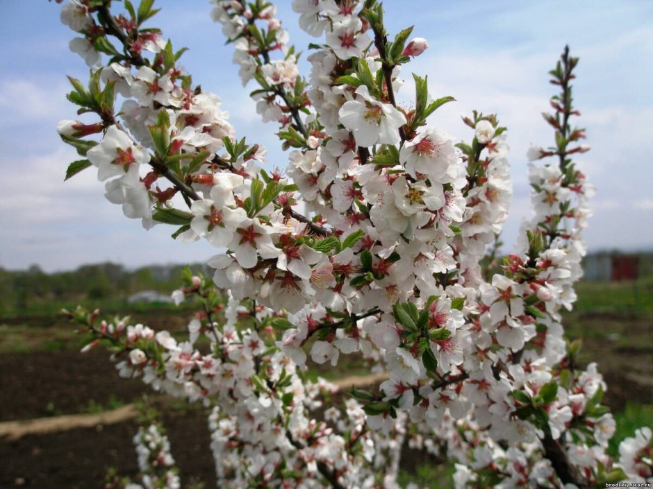 Вишня войлочная (Prunus tomentosa)