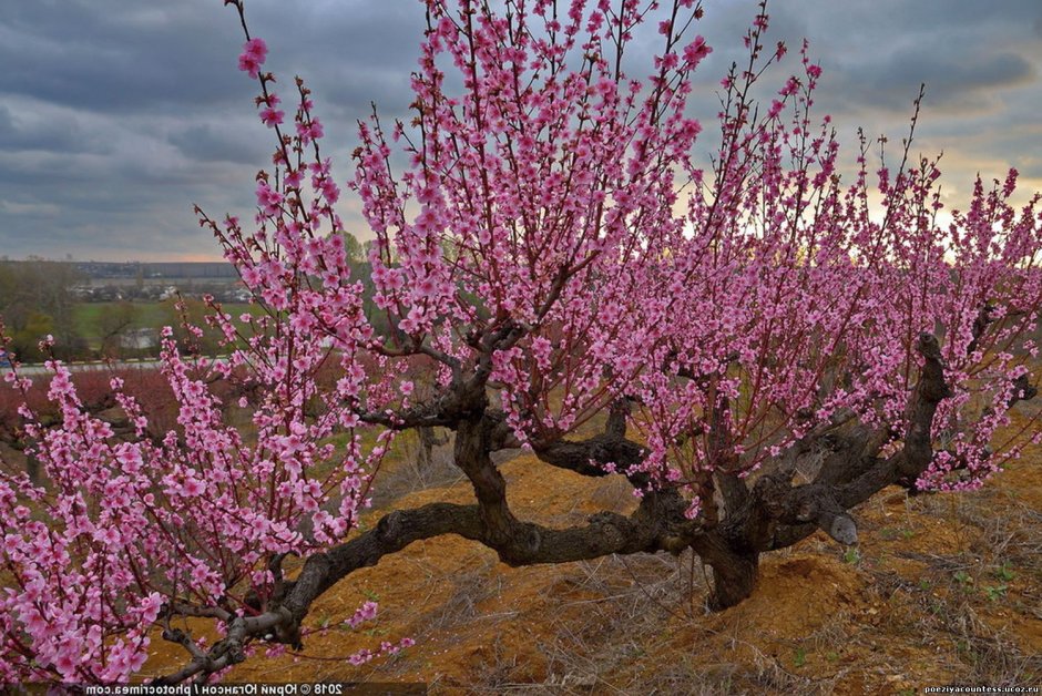 Цветение персикового дерева в Крыму