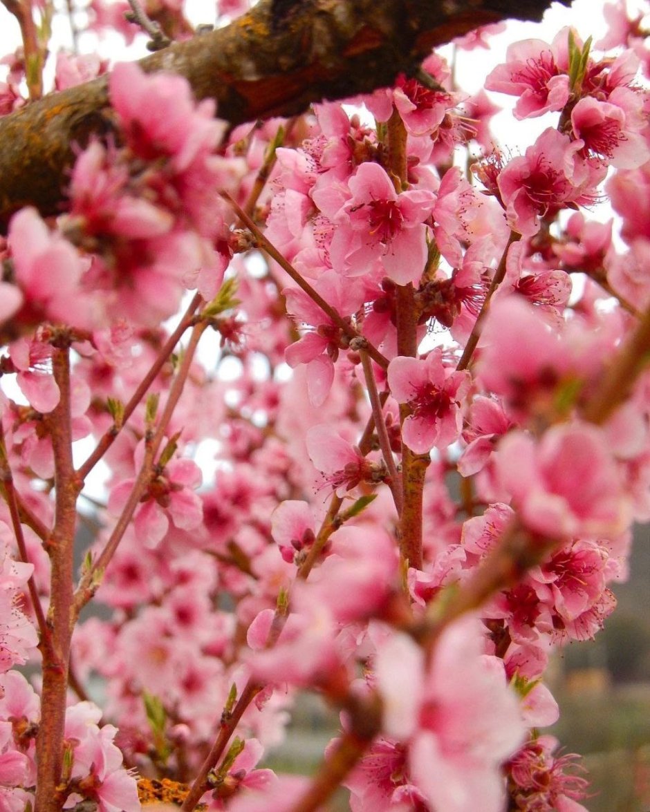 Цветок персика Япония