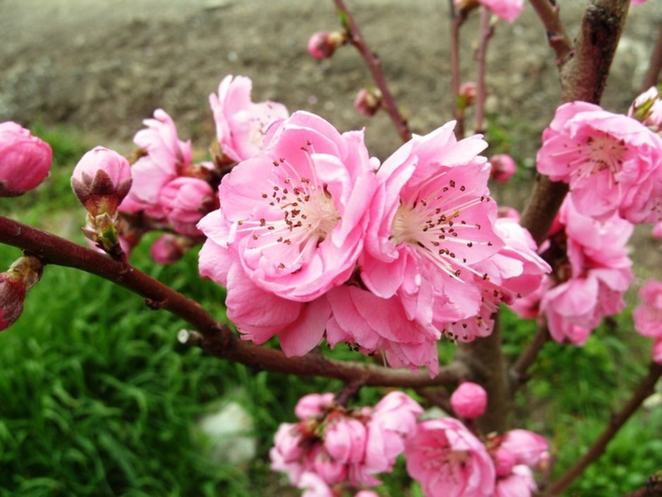 Персик дерево цветы