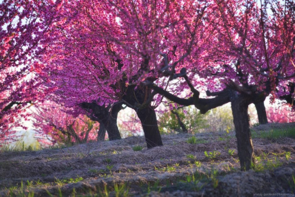Персиковый сад Салмановых