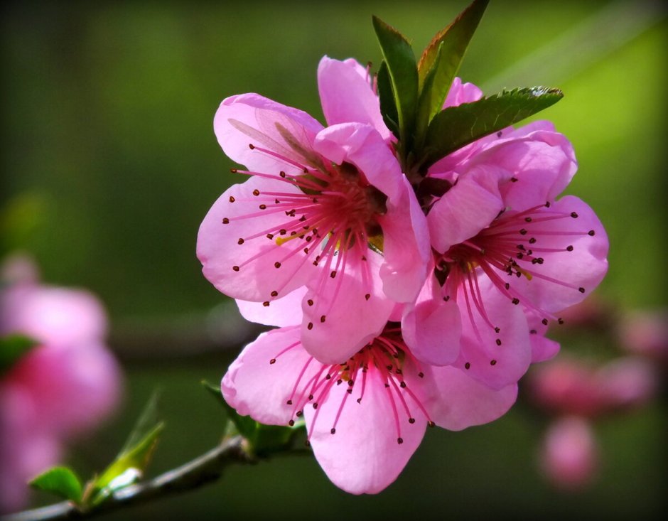 Персик дерево цветы