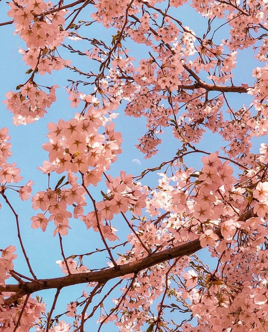 Тюльпановое дерево Сакура