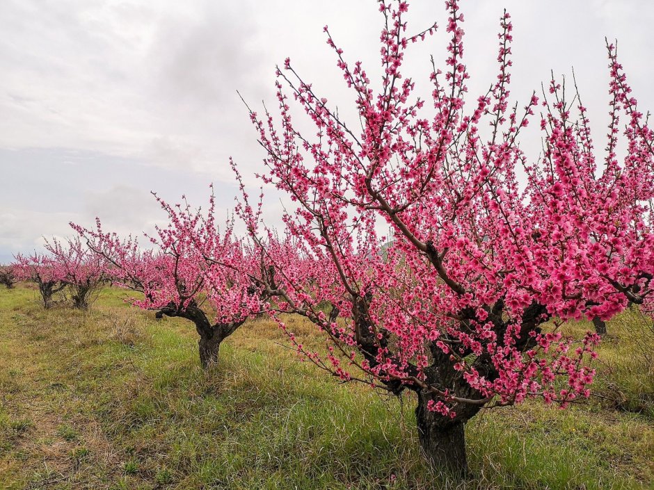 Цветение персика в Крыму