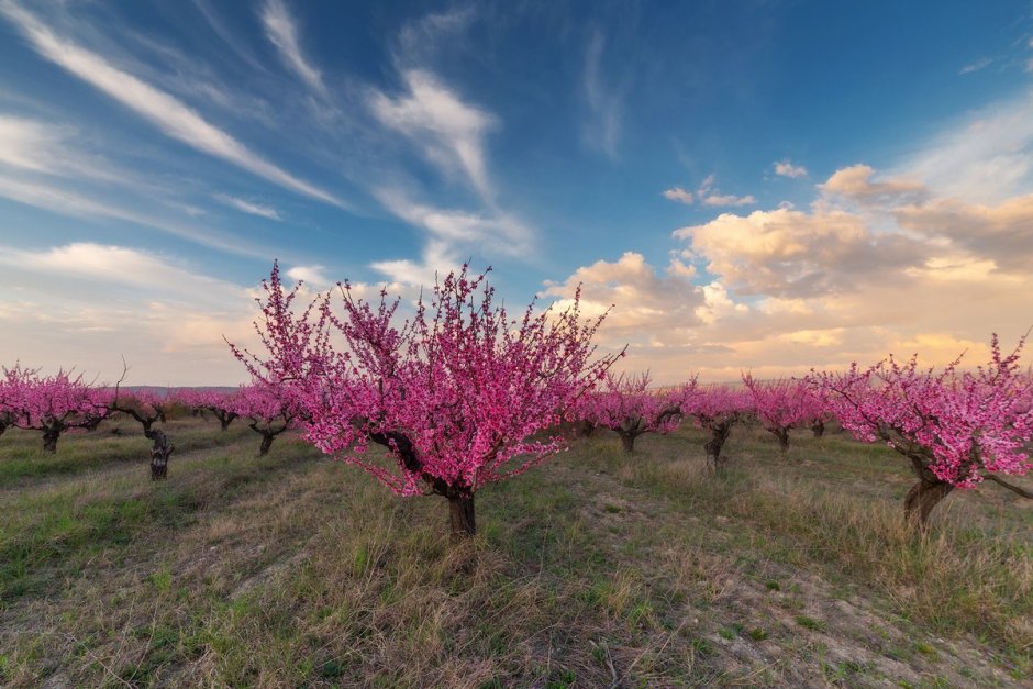 Цветение персиков Бахчисарайский район Крыма