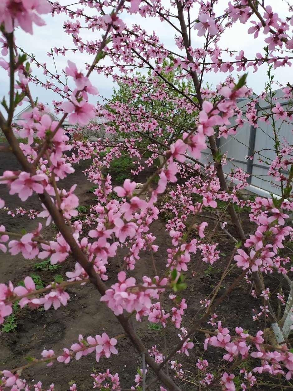 Персики цветут Сочи